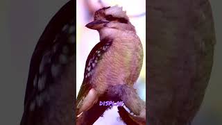 Winged Wonders Hilarious Bird Antics Thatll Tickle Your Funny Bone 🦜😂 [upl. by Sivartal]