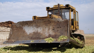 Chelyabinsk tractor T130M silage  Трактор ЧТЗ Т130М трамбовка силоса [upl. by Masterson]