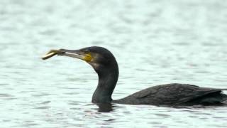 Phalacrocorax carbo  Ubarroi handia  Cormorán grande [upl. by Keavy]