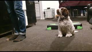 Lupo Lagotto Romagnolo 11 week old compilation obedience [upl. by Asserak]