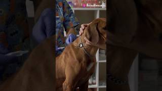 Dog vaccination guide petlovers dogowner pet animals dog doglover shorts vaccine shortvideo [upl. by Kirsten]