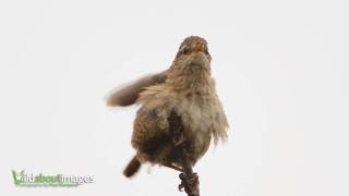 Wren Troglodytes troglodytes [upl. by Htnamas456]