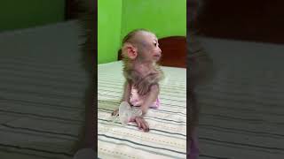 Cute Baby Monkey Home [upl. by Lillywhite]