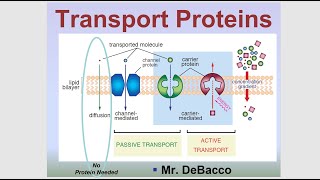 Transport Proteins [upl. by Arakal]