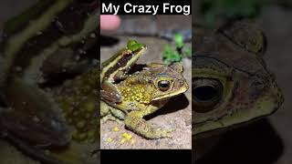 My Crazy Frogs Jumping Funny frog MyCrazyFrog [upl. by Cyrille]