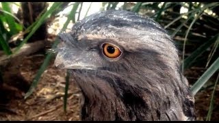 Tawny Frogmouth Owl  Bird feeding [upl. by Nitas]