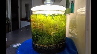 Jarrarium 12 Month update Nano shrimp tank No CO2 No Ferts No food Walstad Method [upl. by Atilek]