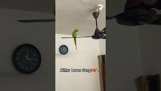 Jango Sitting on Fan  Talking Parrot Jango  Mithu loves Jango ❤️🦜 [upl. by Hale]