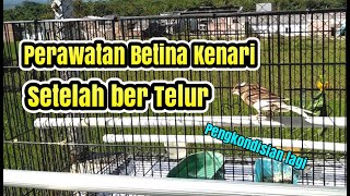 PERAWATAN amp PENGKONDISIAN Kenari BETINA setelah MelolohBertelur Agar SIAP KAWIN Lagi [upl. by Cowles]