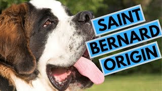 History of the Saint Bernard [upl. by Reimer48]