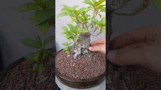 Ombú Binsai ombu bonsai bonsaitree [upl. by Cliff]