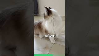 Meet The Birman Cat [upl. by Enoid]