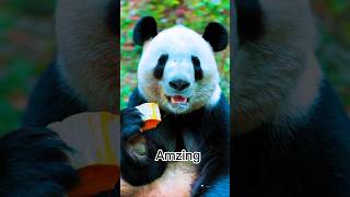 Panda eatingbabyanimals adorablepanda beautifulpanda [upl. by Andromeda]