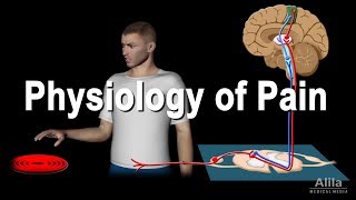 Physiology of Pain Animation [upl. by Henghold]