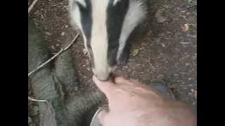 Badger bit my finger [upl. by Nnyltiak]