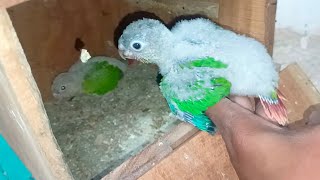 Small CONUR Breeding Progress 15 din bad update smallconure youtube budgies breeding trending [upl. by Notnil]