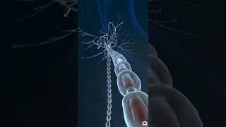 neuron synapse in brain youtubeshorts neuron [upl. by Latreece]