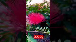 calliandra nature viralvideo flowergarden gardenplants [upl. by Cheri]