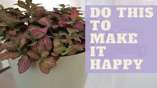 How To Grow NERVE PLANT  How to Care for Fittonia Plant [upl. by Ilyak]