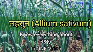 लहसुन Allium sativum  Ayurvedic Medicine  Dravyagun  BAMS2NDYEAR [upl. by Cj201]