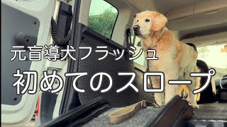 盲導犬協会さんからフラッシュの為にスロープを貸していただきました。 [upl. by Winthrop619]