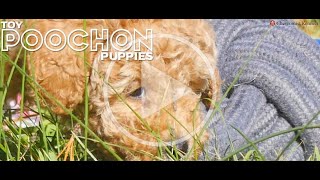 Adorable TOY POOCHONS CHEVROMISTKENNELS [upl. by Ahslek934]