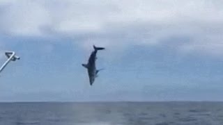 Flying mako shark surprises fishermen off California coast [upl. by Julian]