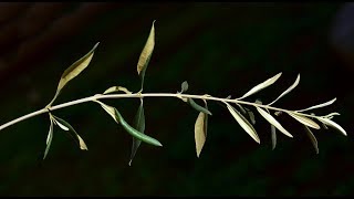 🌿Como hacer esqueje o estaquilla de olivo Acebuche manzanillo o oliva🌿 [upl. by Neleh761]