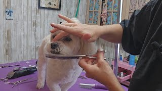 Watch me groom a ShihtzuBichon mix [upl. by Einahpts]