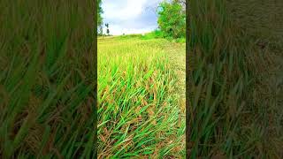 Ebbandi ala unnadi ra sudu trending agriculture youtubeshorts viralvideo [upl. by Enilegna]