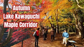 Autumn in Lake Kawaguchi Japan  Autumn Japan 4k Beautiful Autumn Scenic Landscape  MtFuji view [upl. by Dracir]