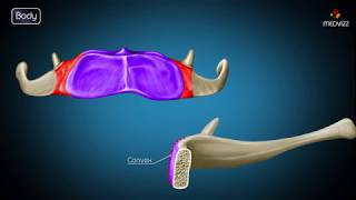 Hyoid bone osteology  Gross anatomy  Attachments  Movements  Clinical significance  USMLE [upl. by Thorpe]