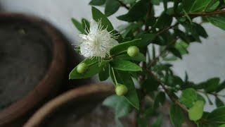 Fake Elaichi Plant  How To Grow Balm Plant Homemade Vicks For Chest  Nose [upl. by Emilie383]