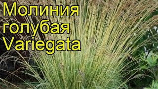 Молиния голубая Вариегата Краткий обзор описание характеристик molinia caerulea Variegata [upl. by Odyssey]