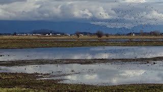 Mature and Juvenile Eagle hunt the productive Samish River area — Winter BowEdison WA [upl. by Enyaj879]