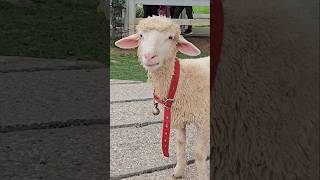 CIMORY DAIRYLAND PUNCAK PART 2 cimorydairylandpuncak sheep [upl. by Lemhar]