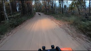 Watch Out for Deer Marinette County Wisconsin ATV Trails  Polaris Scrambler 850 [upl. by Barnaba]