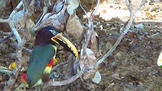 CHESTNUTEARED ARACARI looking for food PTEROGLOSSUS CASTANOTIS ARAÇARICASTANHO [upl. by Lurie]