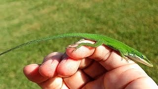 Friendly Green Anole Lizard [upl. by Hsevahb]