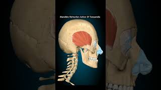 Mandible Retraction Action Of Temporalis humananatomy humanbody humananatomyandphysiology [upl. by Malissia412]