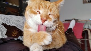 ASMR Cat  Intense Purring And Grooming [upl. by Llenahs]