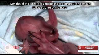 FIRST CLONED DINOSAUR IN ENGLAND APRIL 1 2014 EXPLAINED [upl. by Naols]