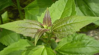 12 Amazing Health Benefits of Chromolaena Odorata [upl. by Yorgerg]