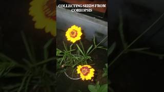 Collecting seeds from COREOPSIS 🌻viralvideoflowersgardenseedsgardenplantsplantsgardenflowers [upl. by Andris]