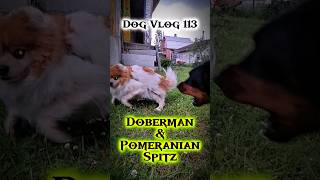 Small dog barking at big dog funny doberman spitz dogs [upl. by Gnas585]