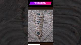 What Happened During the Cambrian Explosion [upl. by Noir]