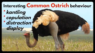 Some COMMON OSTRICH behaviour kantling copulation amp a distraction display [upl. by Esyle]