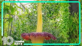 Corpse flower blooms on rare occasion at garden in London [upl. by Kennan]