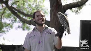 Experience Free Flight Birds at Taronga Zoo Sydney [upl. by Ahsekahs266]