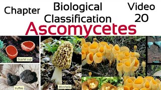 AscomycetesThe sac Fungi Ascospores Ascocarp penicilliumYeastmorchella trufflesclaviceps [upl. by Eilata]